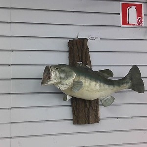 Taxidermy Big Mouth Bass